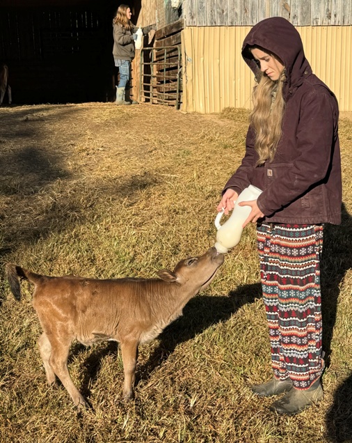 miniature jersey cross heifer bottle calves